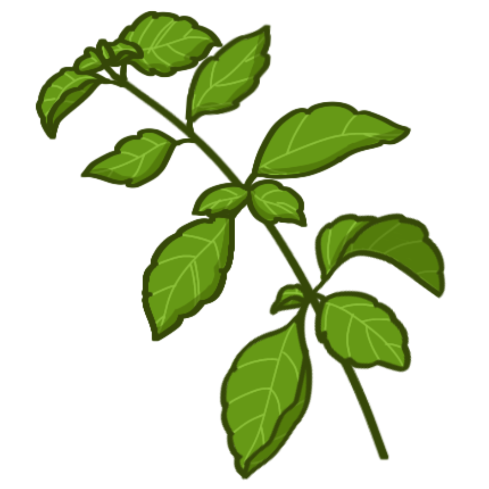 basil