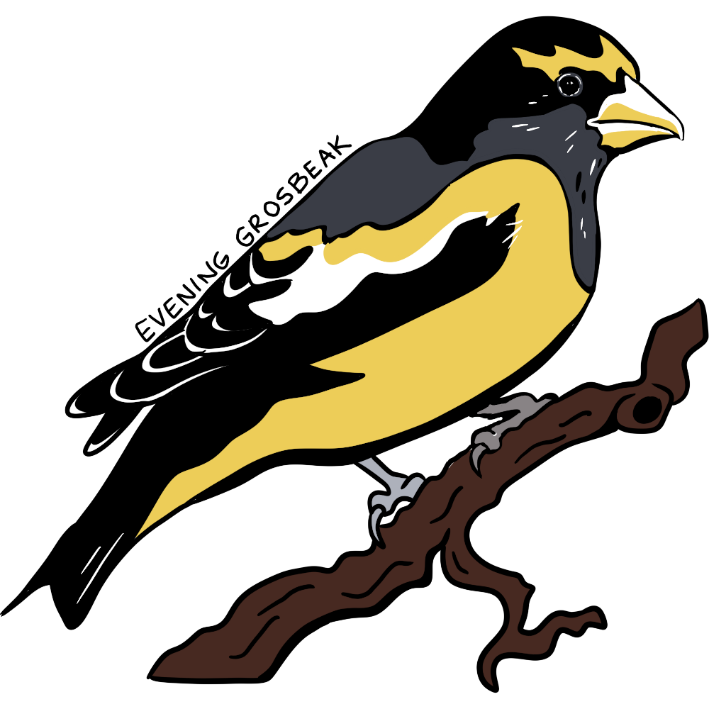 evening grosbeak
