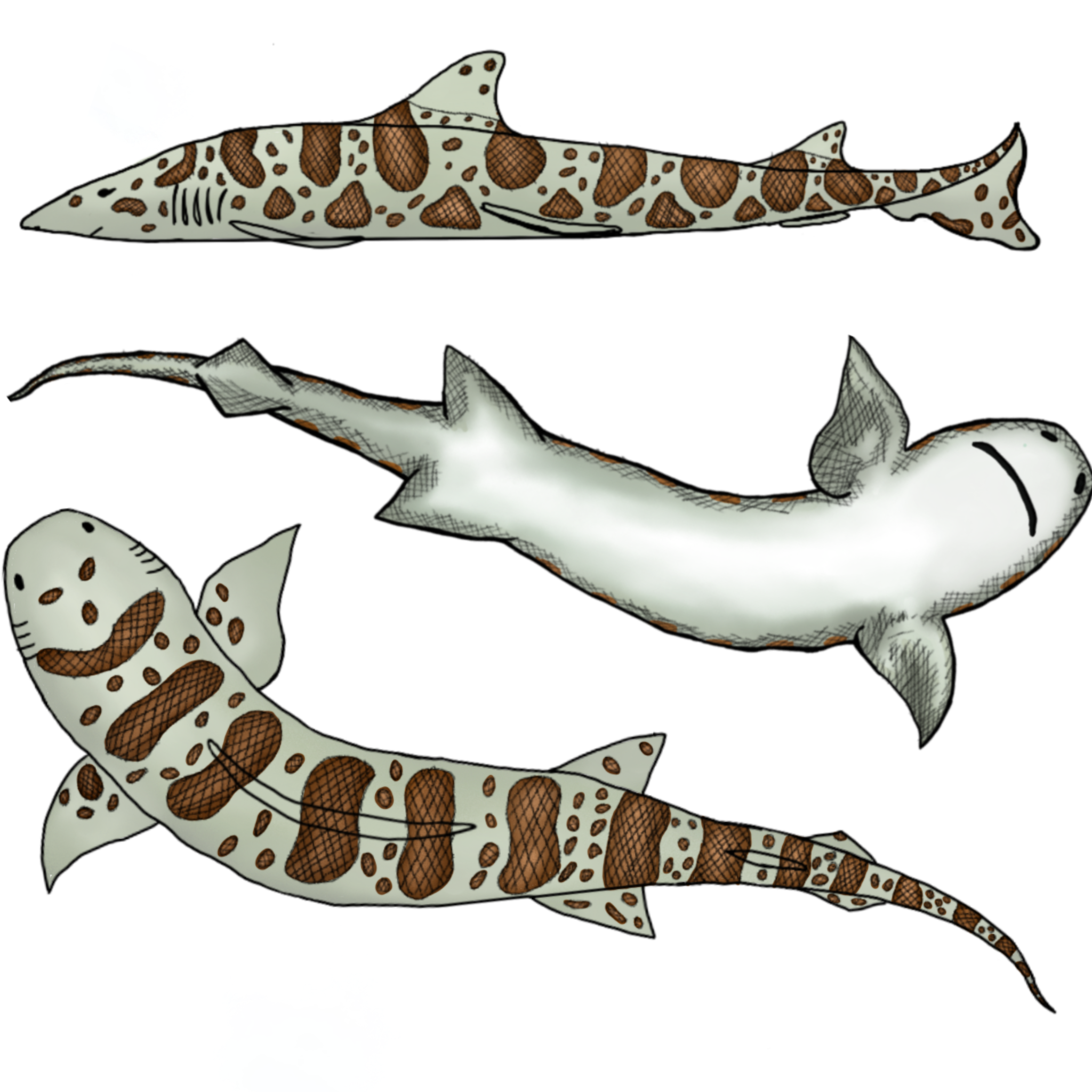 leopard shark