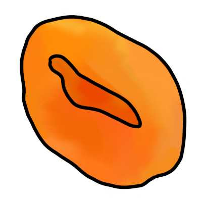 dried apricot