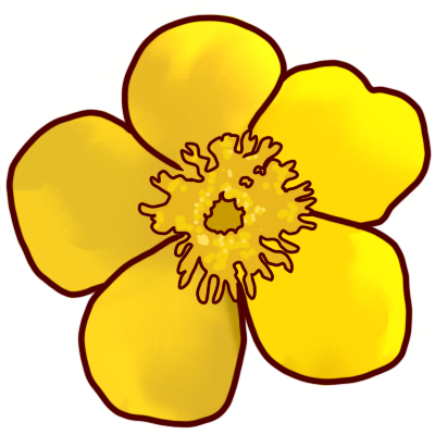 buttercup