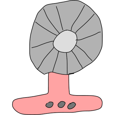 fan
