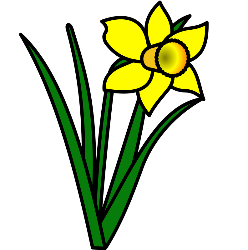 daffodil