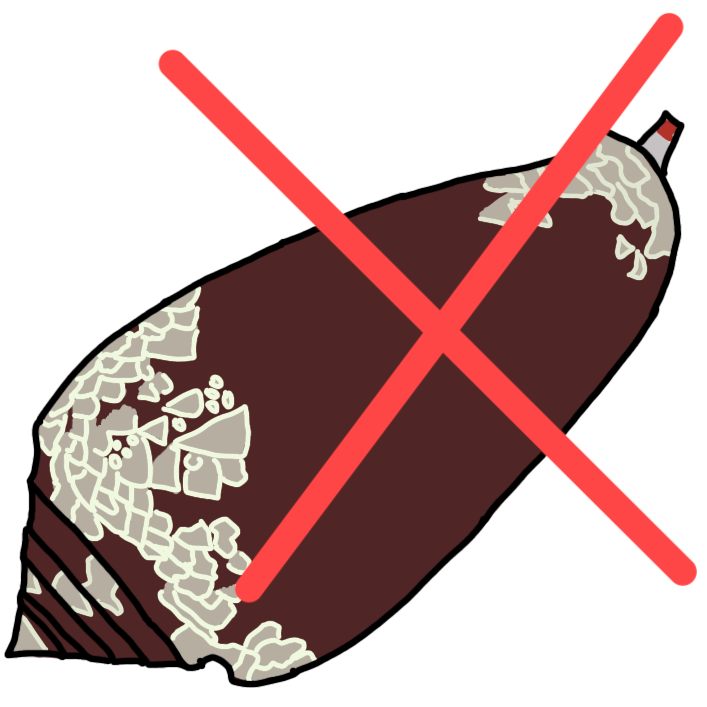 don't touch cone snail