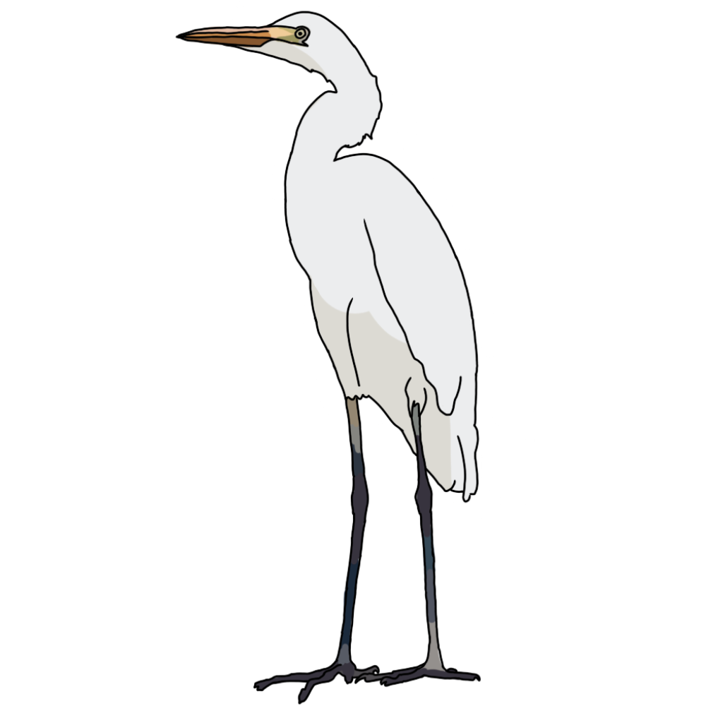 egret