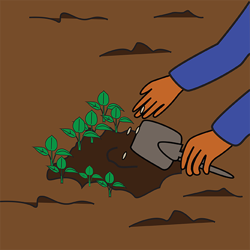plant