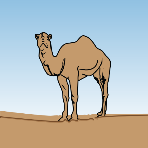 camel