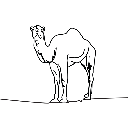 camel
